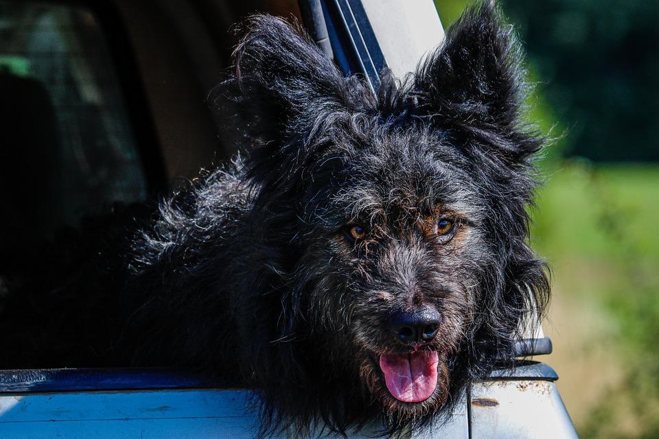 sete raças de cachorro mais raras