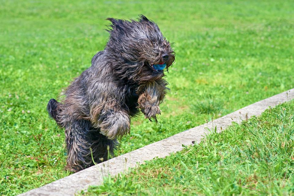 raças de cachorro mais raras do mundo