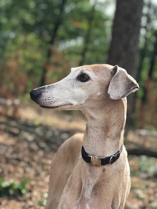 Algumas raças de cachorro mais raras estão desaparecendo