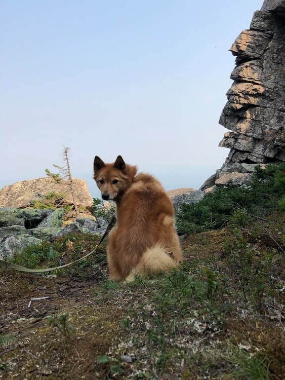 Algumas raças de cachorro mais raras