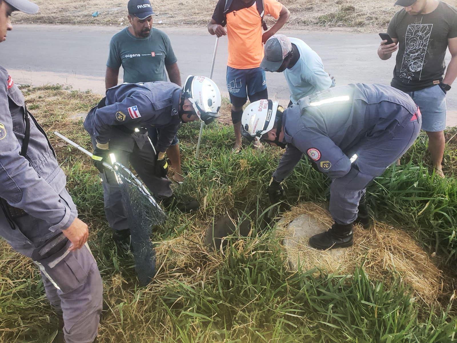 Bombeiros retiram cachorro de lugar inusitado na Bahia após três dias de desaparecimento 