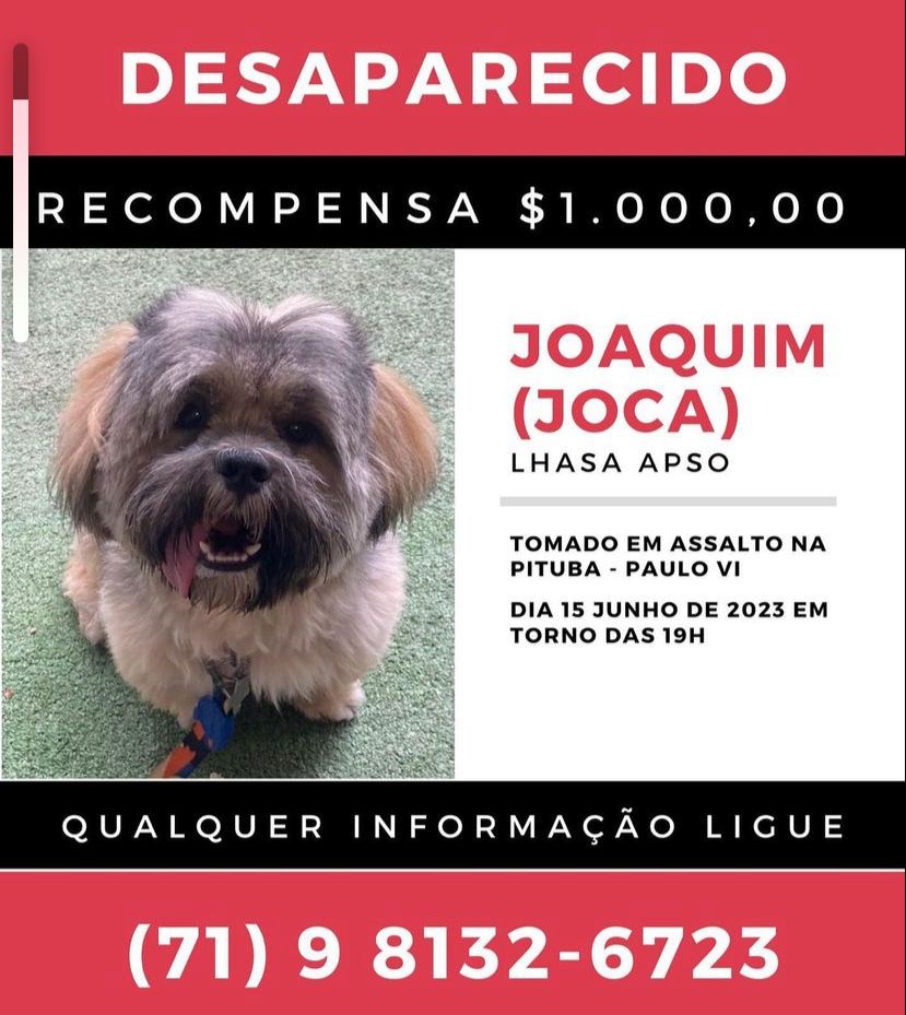 Cachorro é levado durante assalto em Salvador e tutora se desespera: 'ele faz parte de mim'