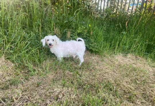 Cachorro irreconhecível passa por transformação após retirar quase 2 kg de pelo