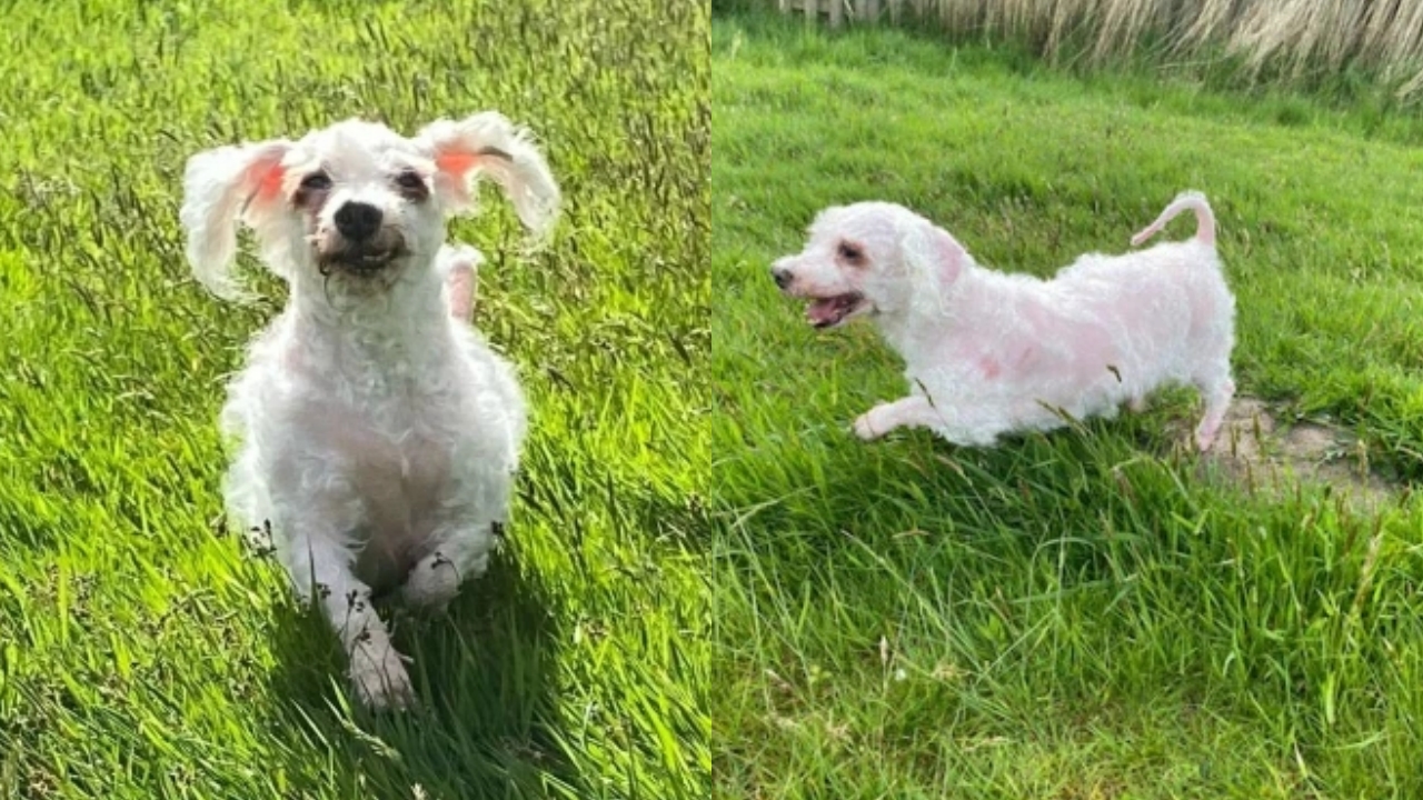 Cachorro irreconhecível 