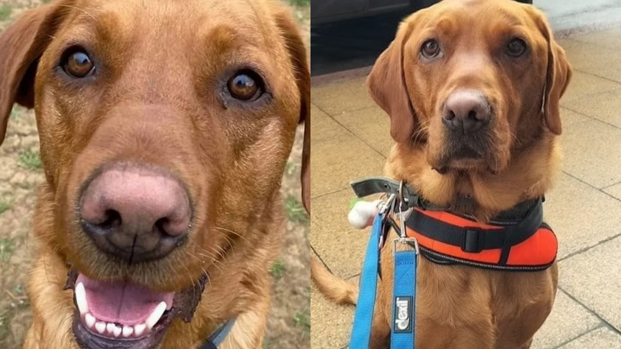 Brincadeira perigosa! Cachorro morre sufocado enquanto brincava de buscar bola