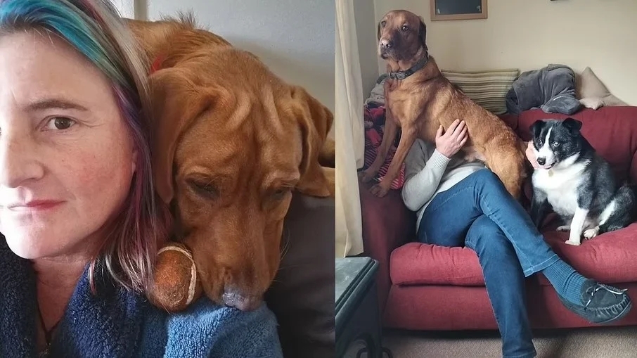 Brincadeira perigosa! Cachorro morre sufocado enquanto brincava de buscar bola; entenda caso