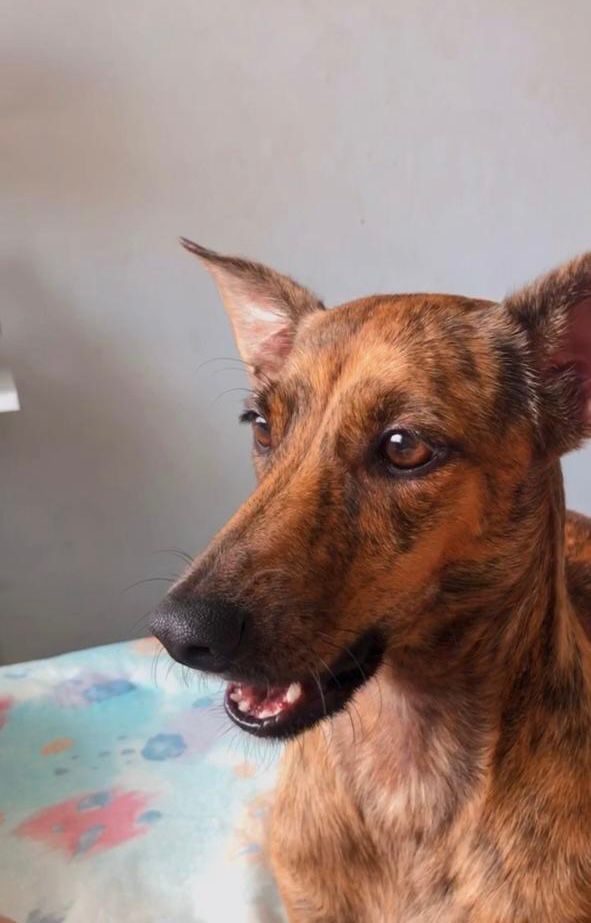 Cadela desaparece na Santa Mônica e tutora oferece recompensa para quem encontrá-la