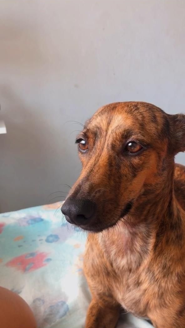 Cadela desaparece na Santa Mônica e tutora oferece recompensa para quem encontrá-la