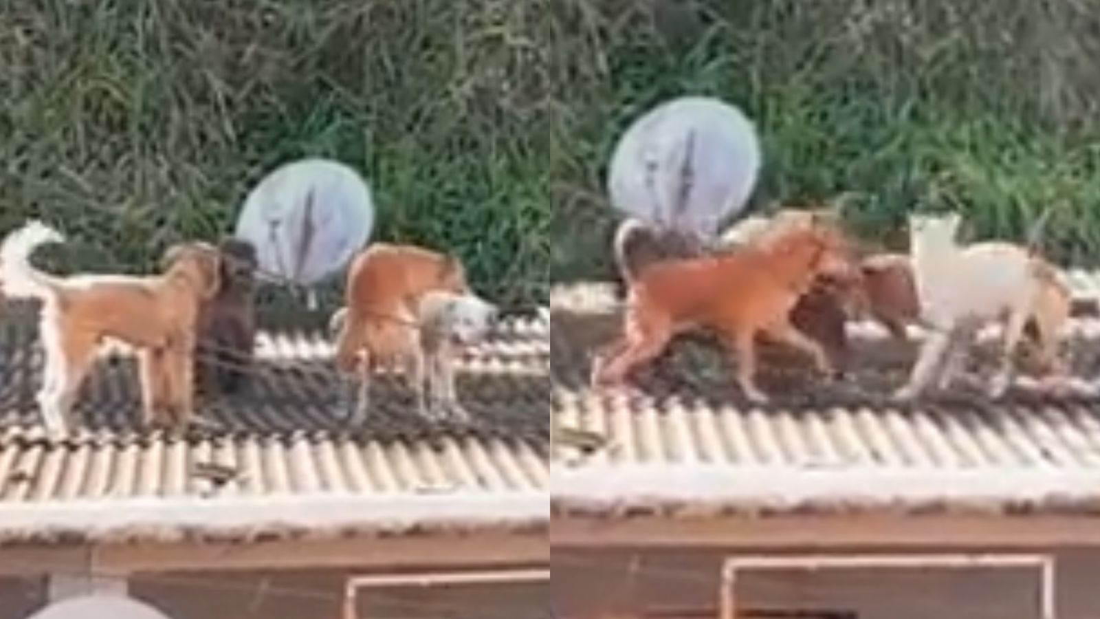 Cachorro comendo cadela