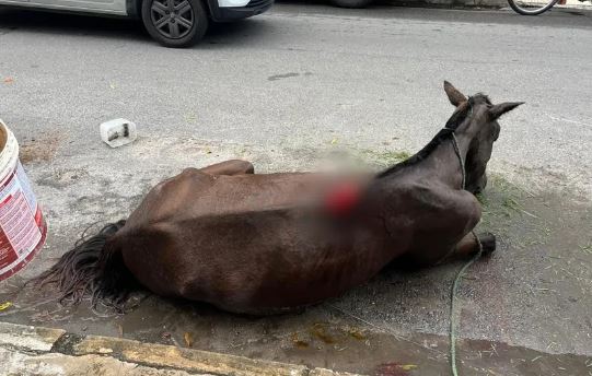 Divulgação// Polícia Civil de Alagoas