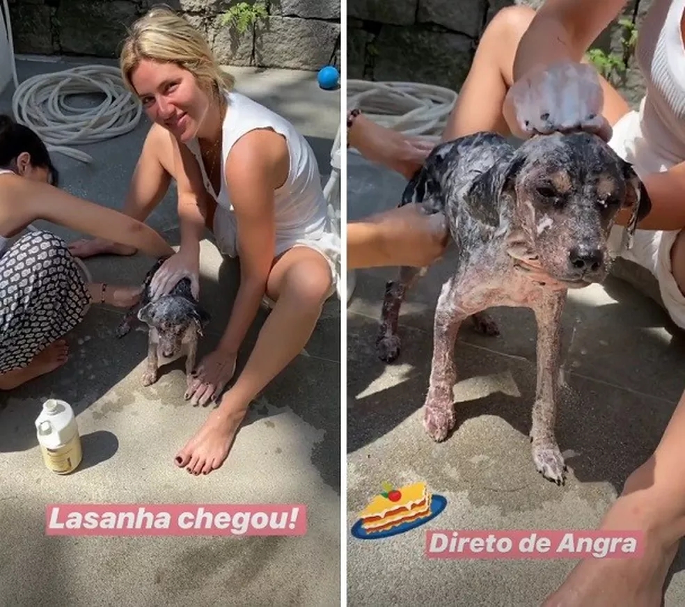 Giovanna Ewbank relembra adoção de cadela no meio da estrada: "processo longo de recuperação"