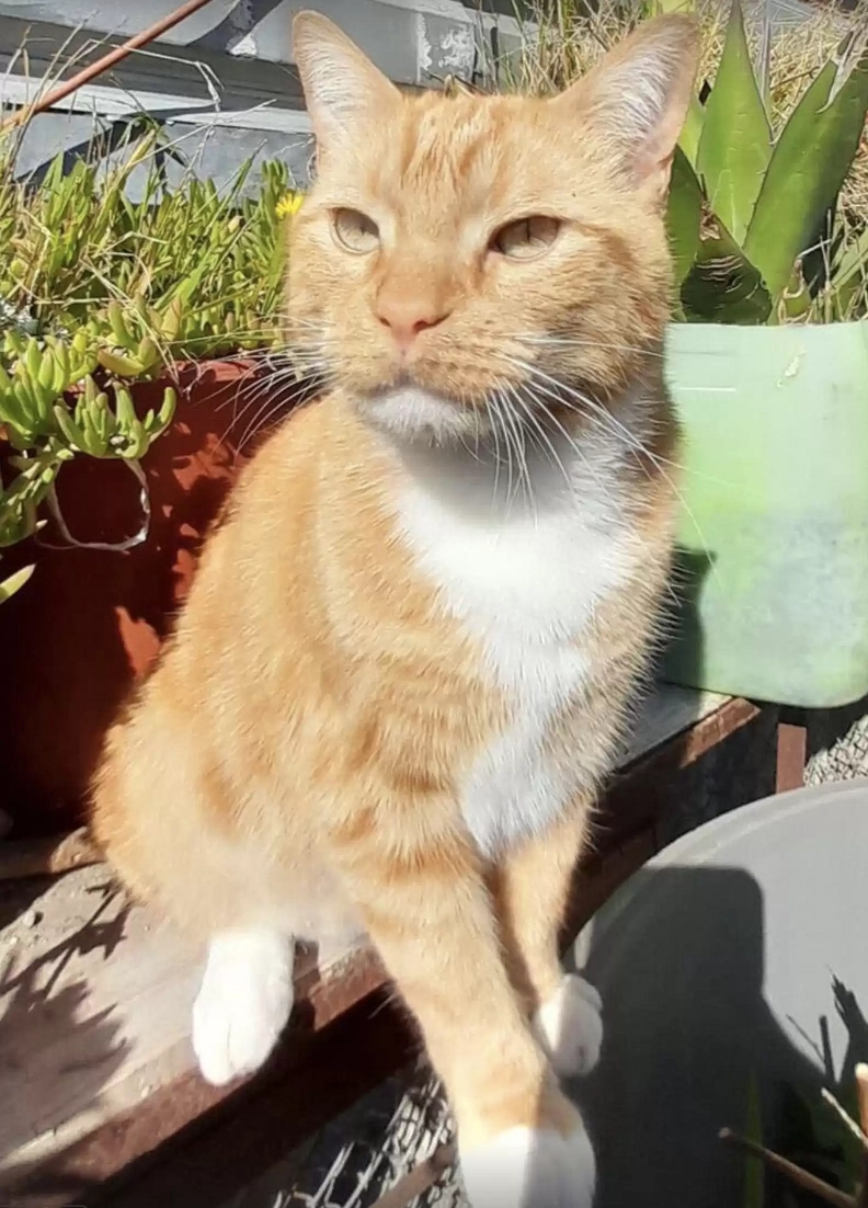 Desolado após morte de gato, homem ganha presente e tem reação emocionante