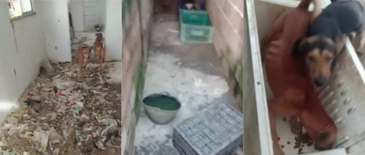 Idoso que cria mais de 10 cães na Estrada Velha do Aeroporto nega maus-tratos