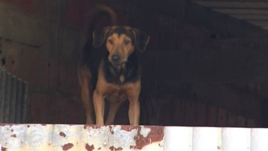 Idoso que cria mais de 10 cães na Estrada Velha do Aeroporto nega maus-tratos