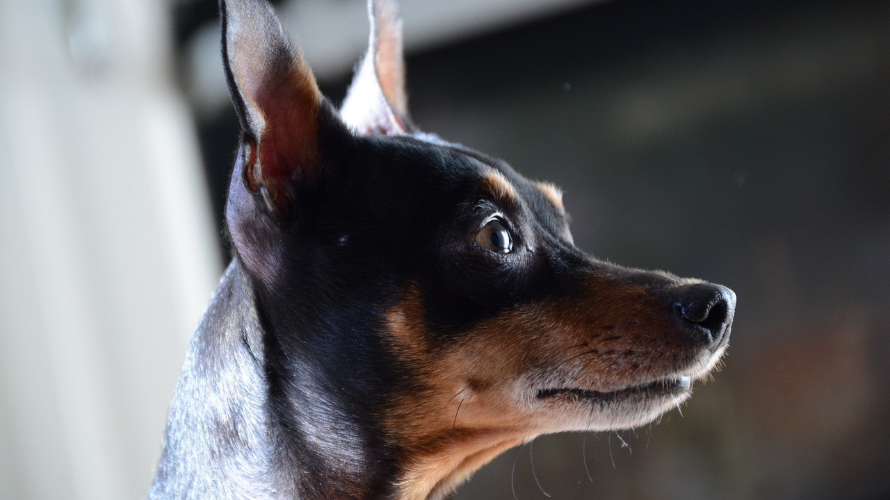 Posso controlar o temperamento do meu pinscher? Saiba o que diz