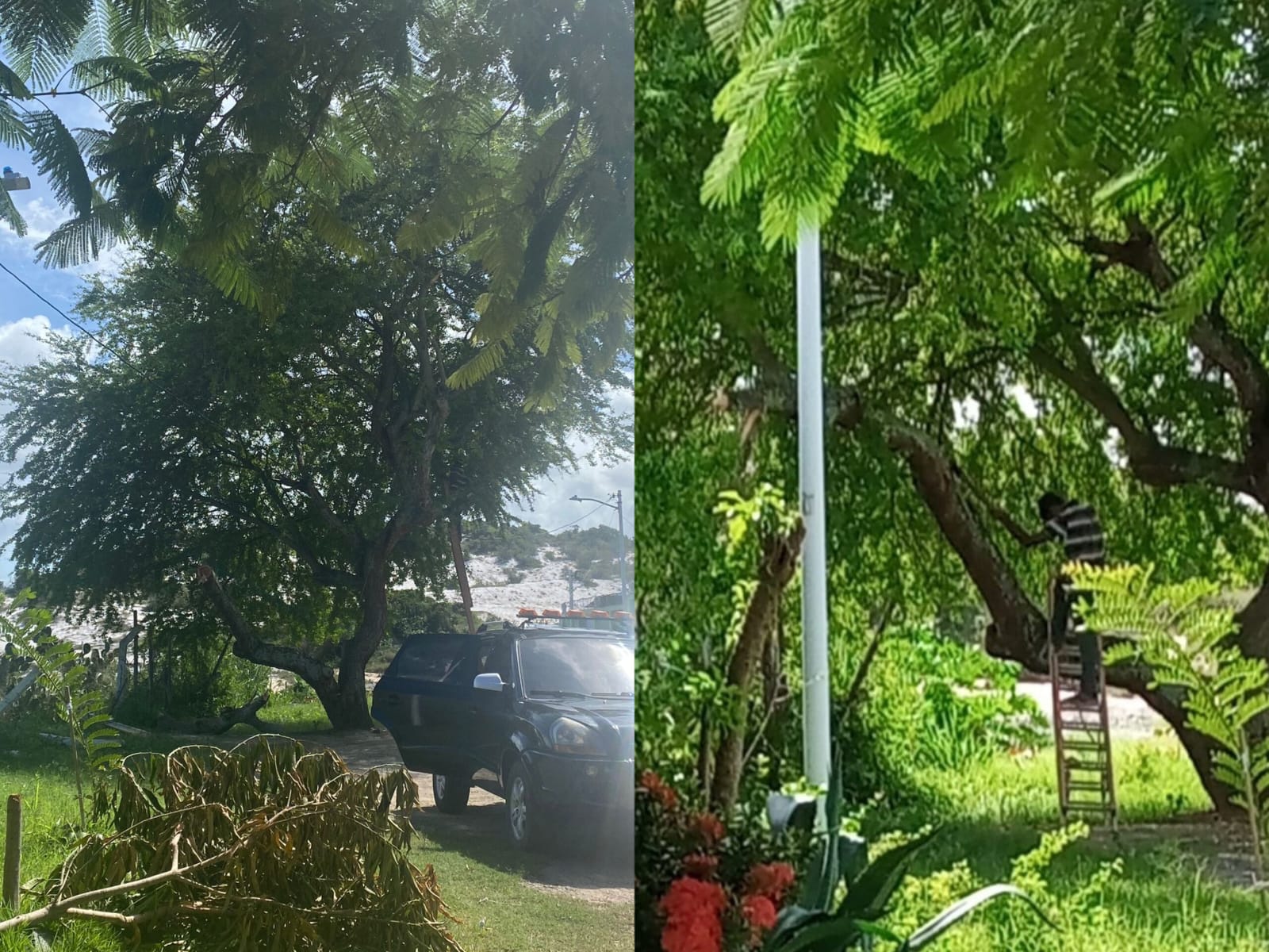 Árvore cortada em Itapuã