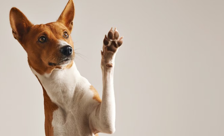 Cão Basenji