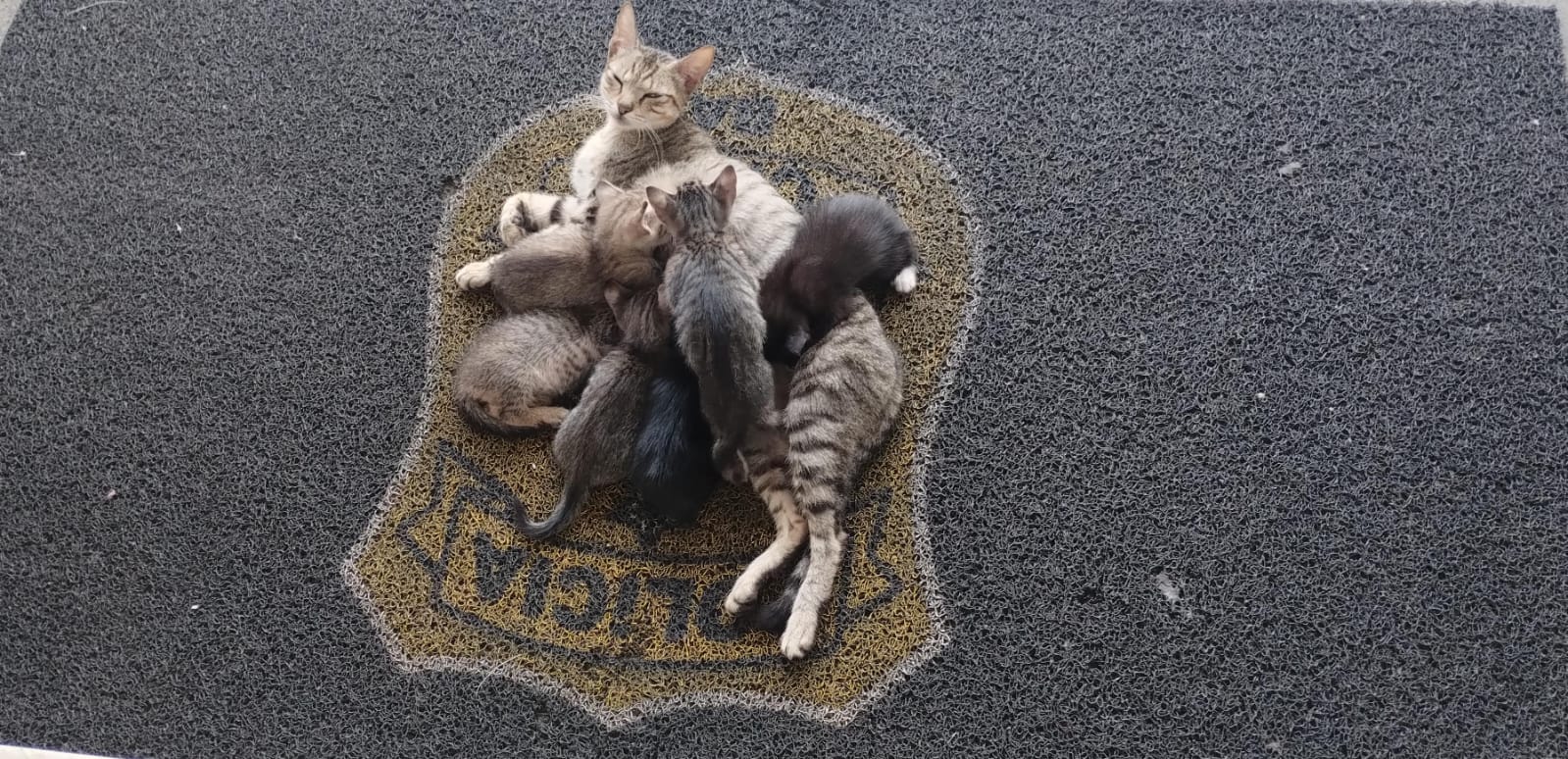 Gata dá à luz seis filhotes em unidade policial na Bahia