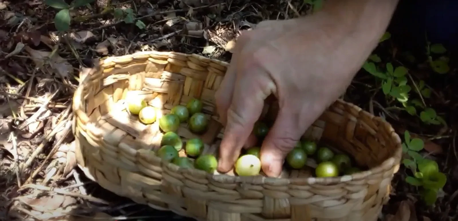 Jabuticaba-branca