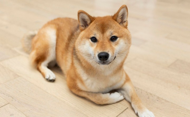 Cachorro da raça Shiba Inu