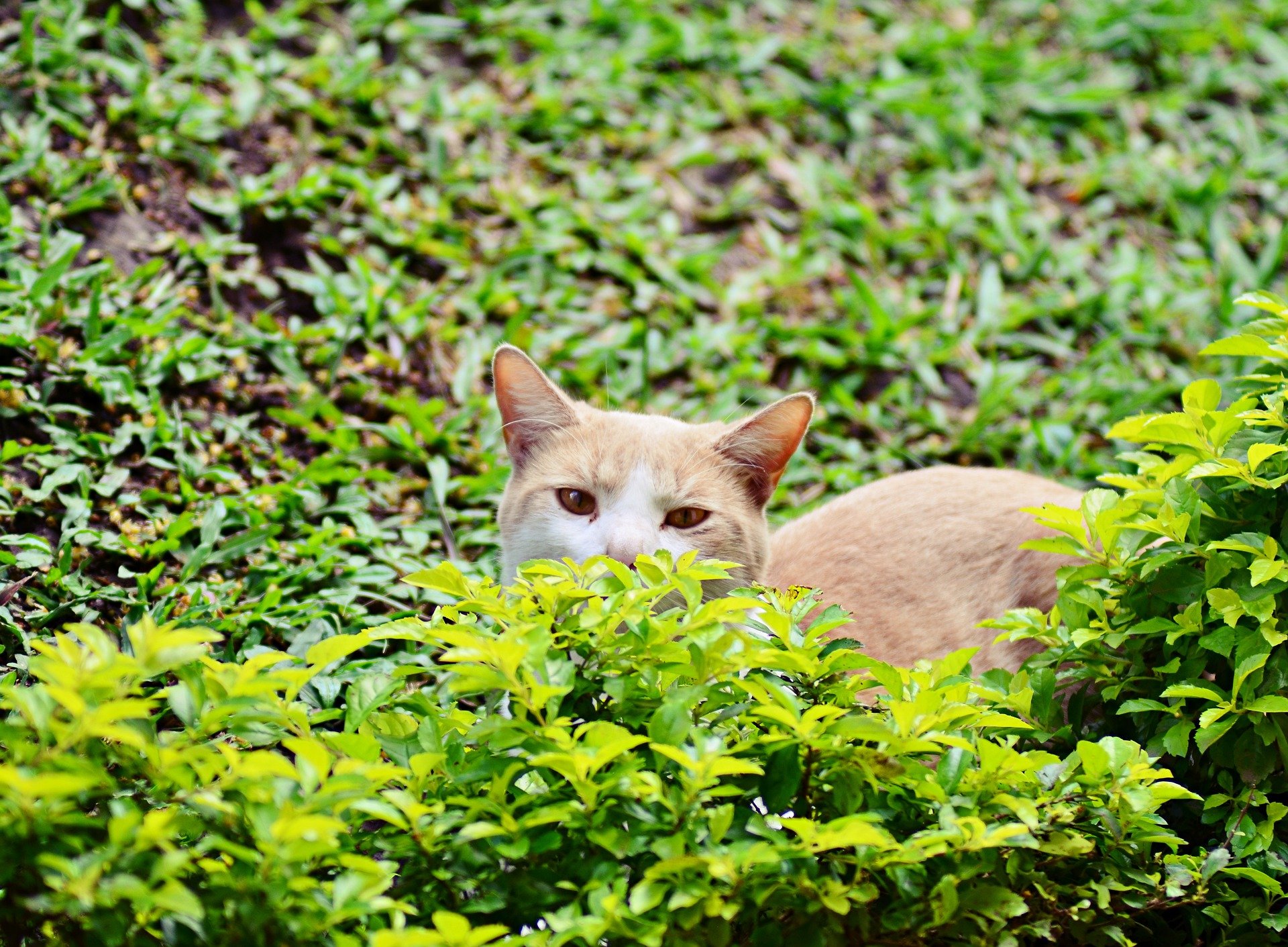 Você sabe o que é catnip? Saiba como usar e quais os benefícios da erva