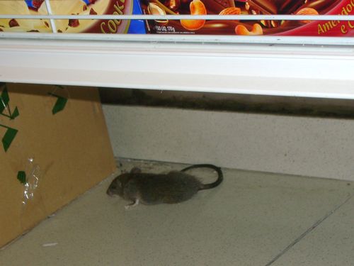 Cliente encontra rato em filial das Lojas Americanas