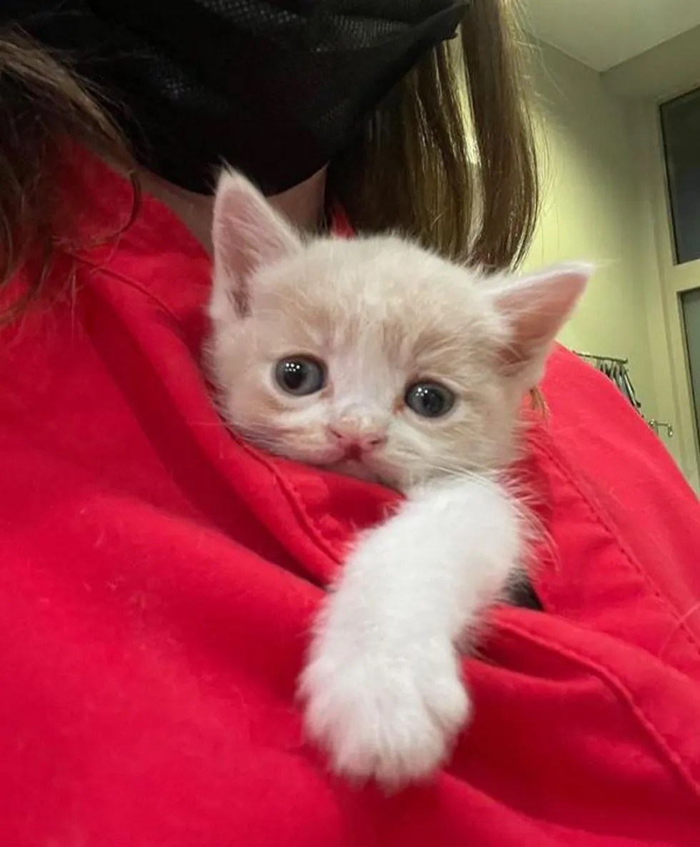 Abandonado, gatinho com lábio diferente agarra segunda chance; veja vídeo