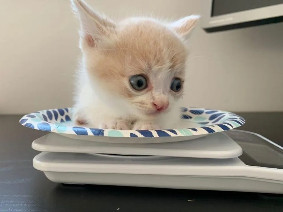 Abandonado, gatinho com lábio diferente agarra segunda chance