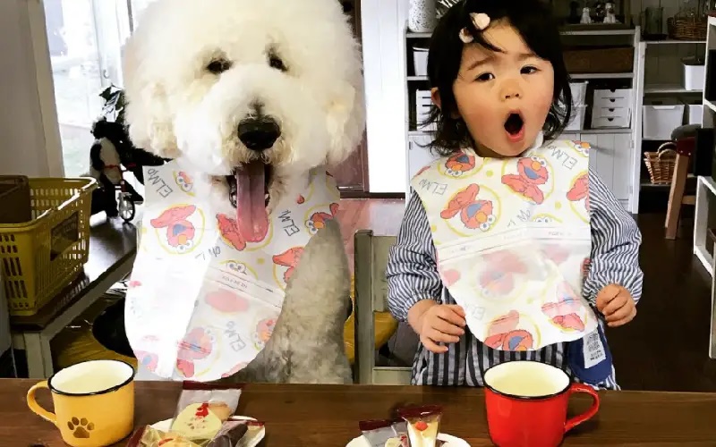 Amizade entre criança asiática e poodle gigante intriga internautas