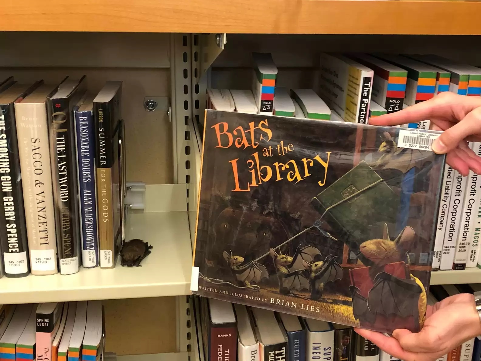 Bibliotecária encontra animal inusitado dormindo enrolado com livros; veja fotos