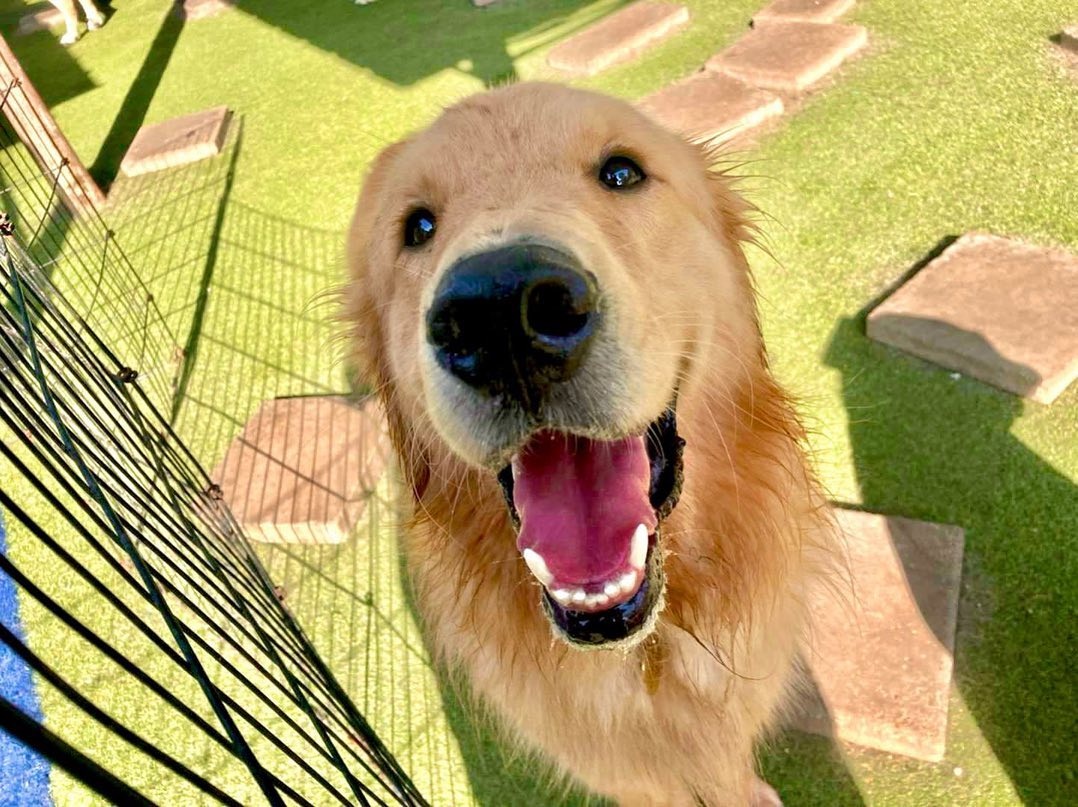 Conheça o cachorro brasileiro que cruzou o oceano