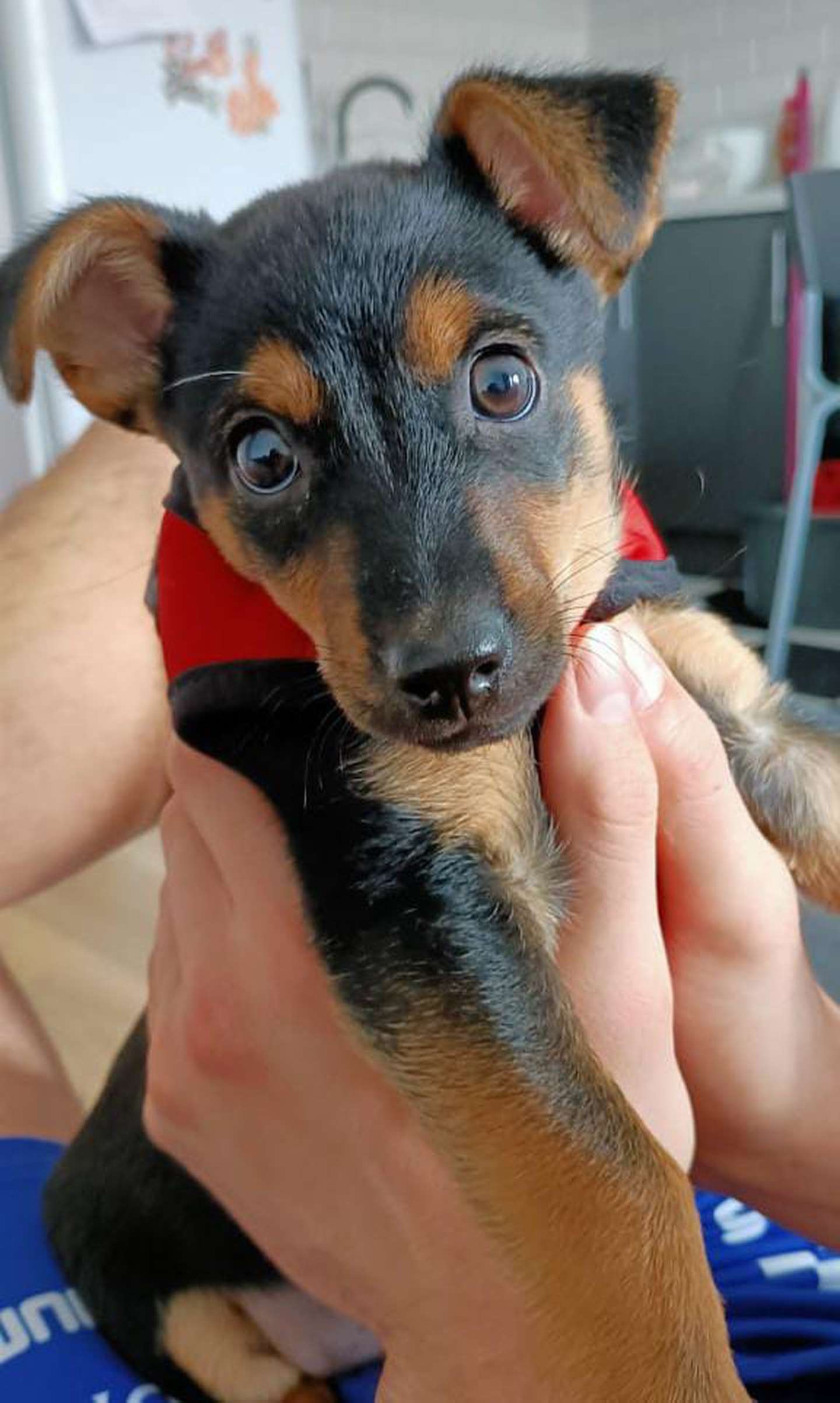 Cachorro de jogador é detido em aeroporto: "sacrificá-lo ou deportá-lo"