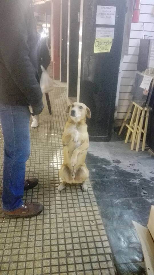 Cachorro de rua aprende gesto fofo para pedir comida e educação de pet chama atenção na web; veja fotos