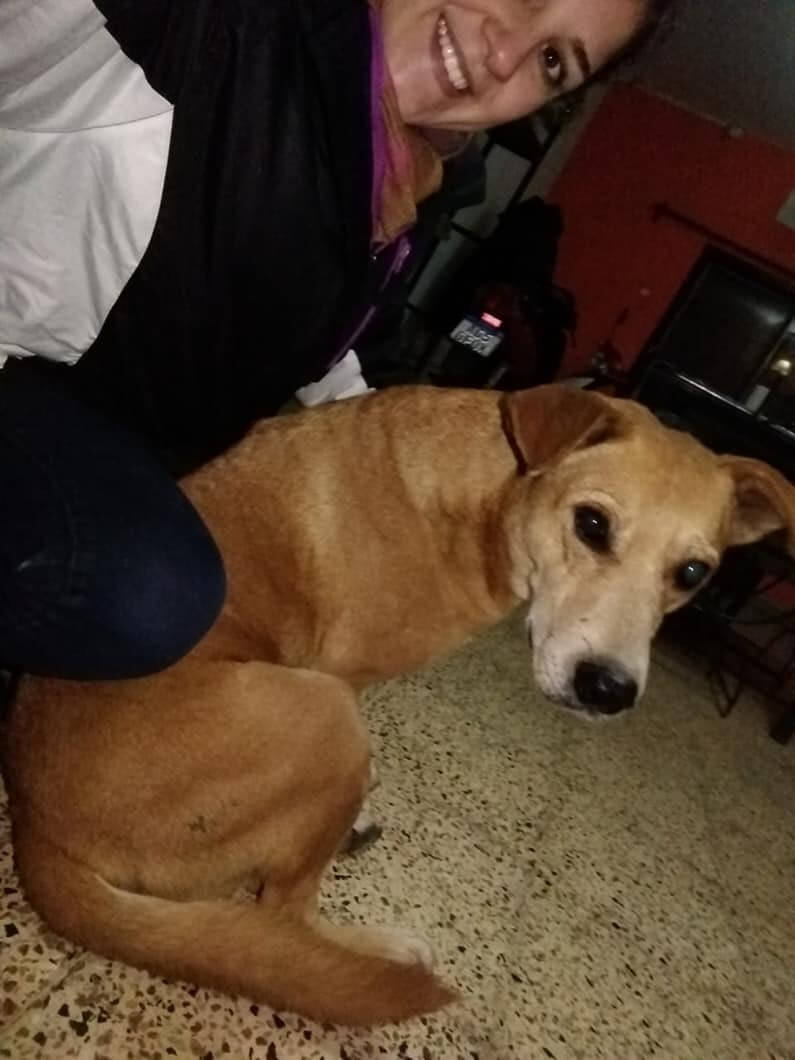 Cachorro de rua aprende gesto fofo para pedir comida e educação de pet chama atenção na web