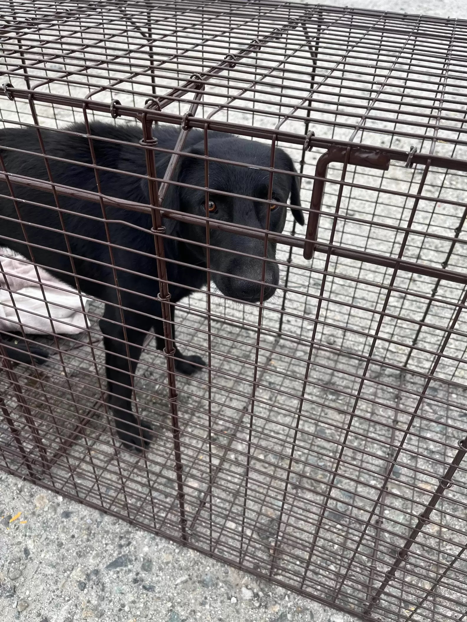 Cachorro abandonado não sai dos trilhos de trem na esperança que tutores voltarem para buscá-lo