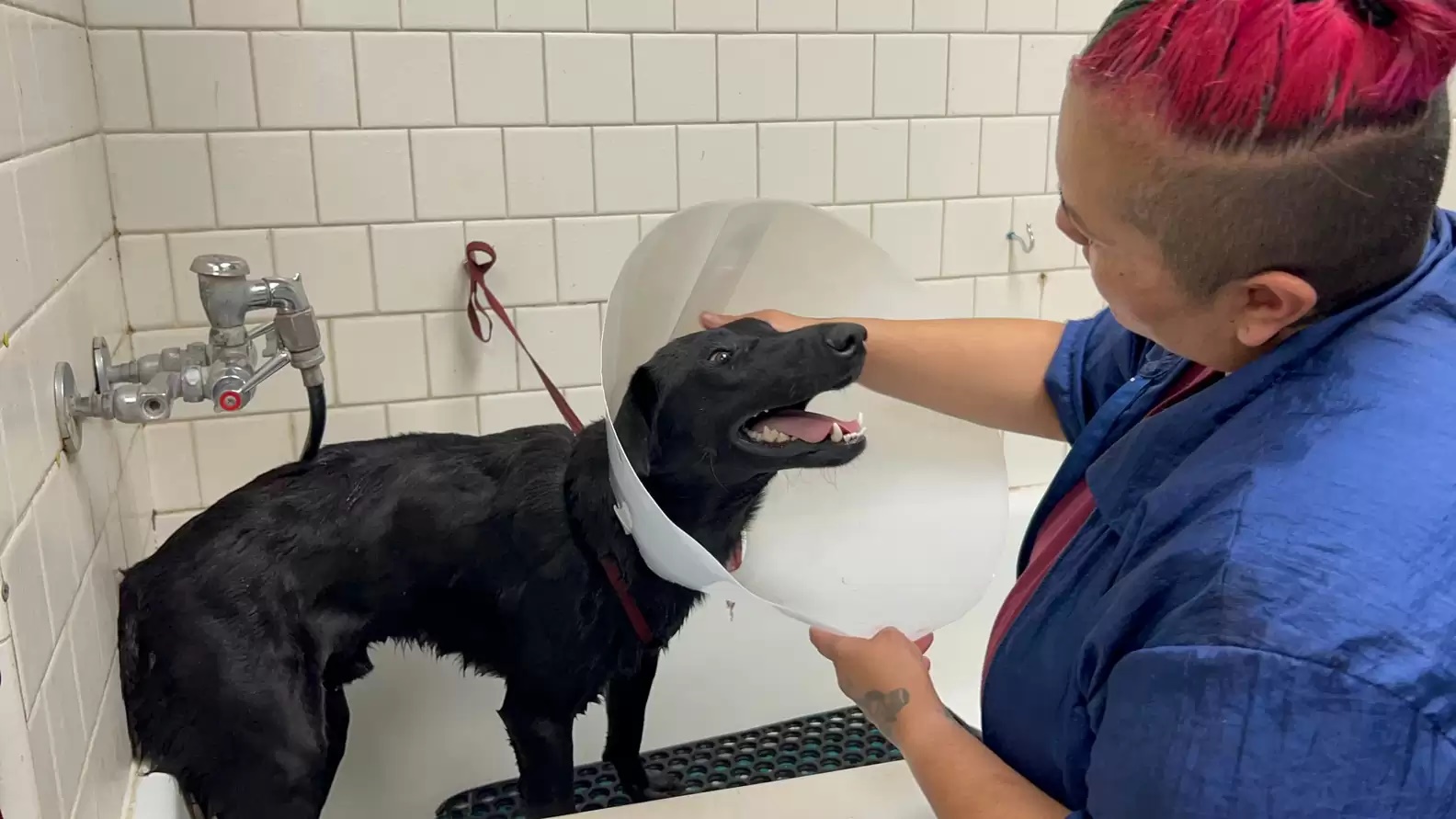 Cachorro abandonado não sai dos trilhos de trem