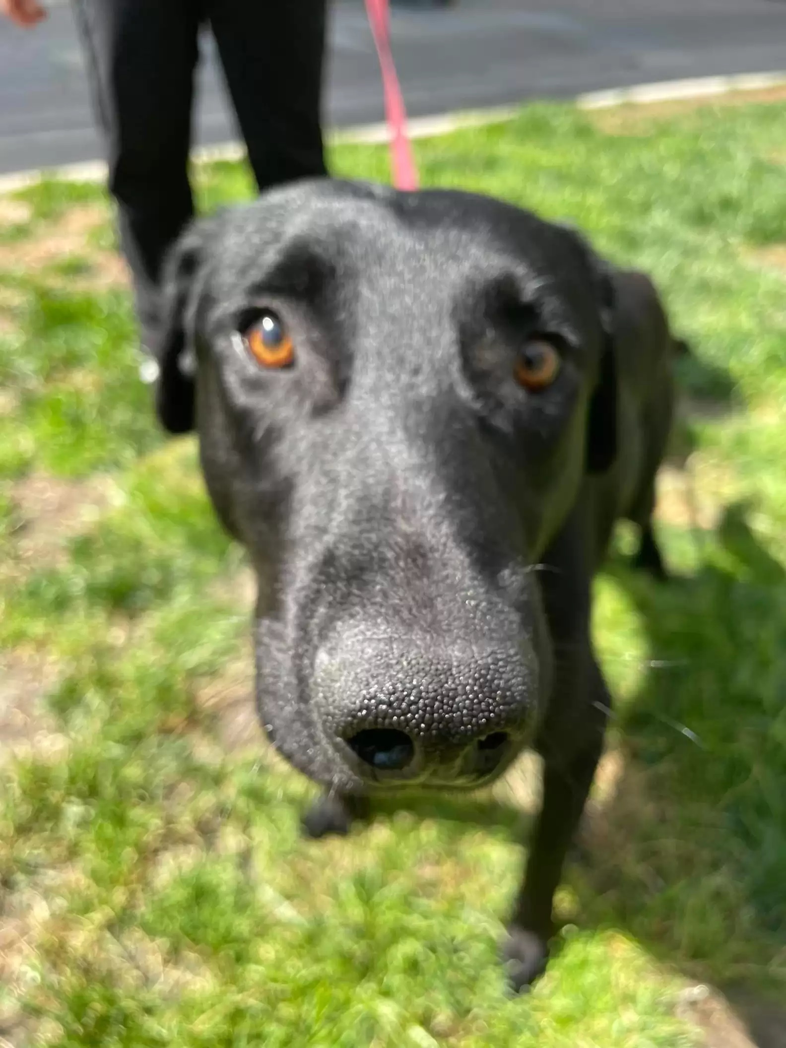 Cachorro abandonado nos trilhos de trem tem esperança de reencontrar tutores 