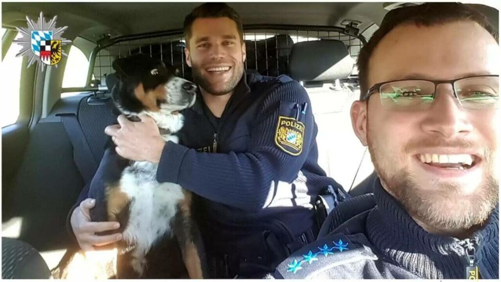 cão fujão