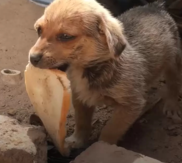 Filhote resgatado de lixão fica muito grato e tem gesto emocionante como forma de agradecimento; veja vídeo