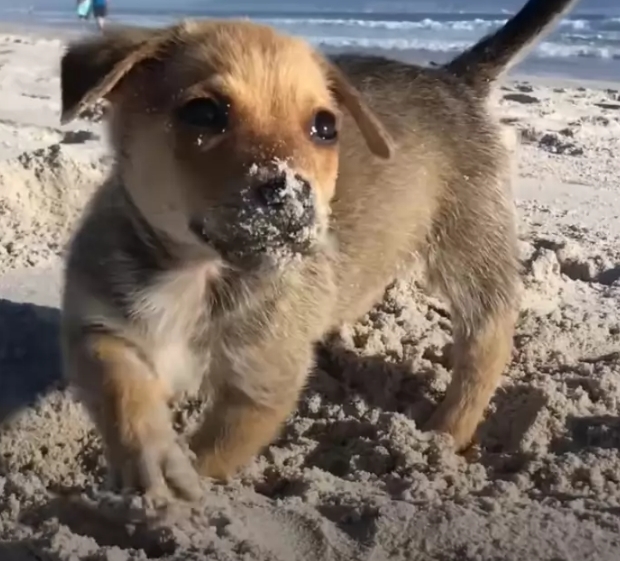 Filhote resgatado de lixão fica muito grato e tem gesto emocionante como forma de agradecimento