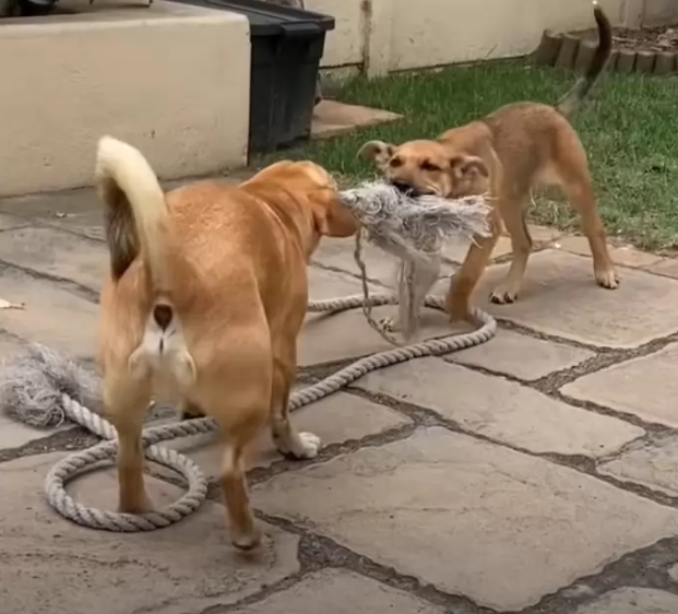 Filhote resgatado de lixão