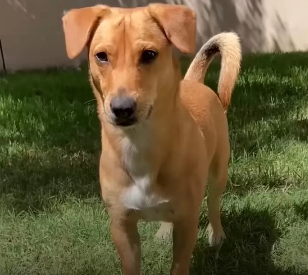 Filhote resgatado de lixão oferece fatia de pão a socorristas e gesto comove 