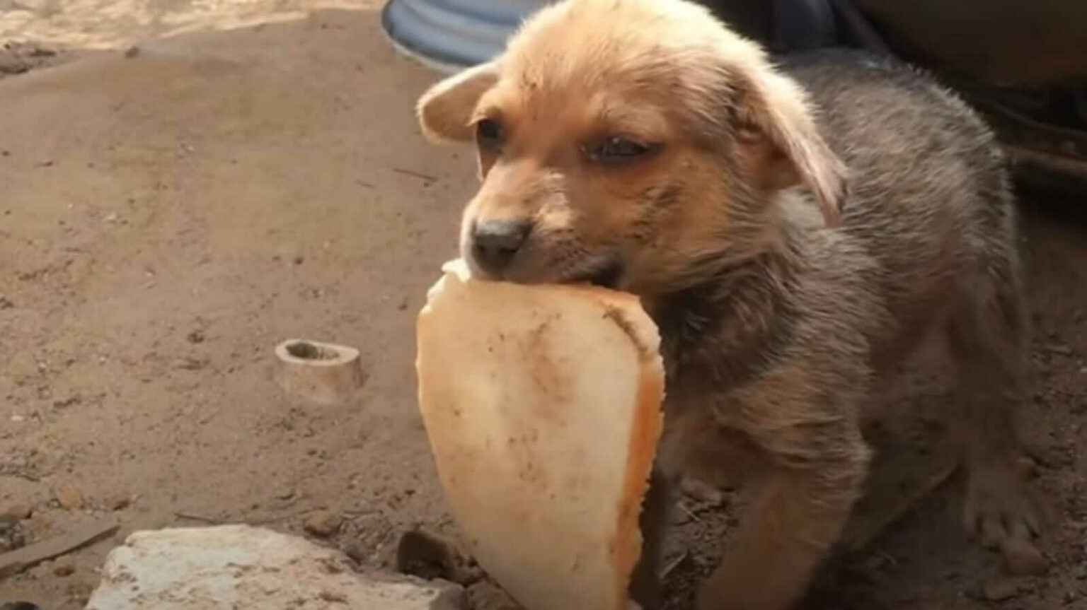 Cachorro abandonado oferece sua fatia de pão