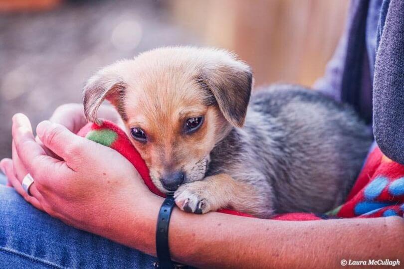 Cachorro abandonado oferece sua fatia de pão aos socorristas