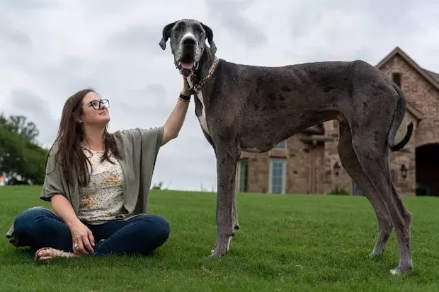 Conheça o cachorro mais alto do mundo que supera altura de jogadores da NBA