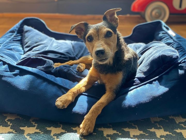 Cadela é resgatada de local inusitado após 56 horas de buscas 