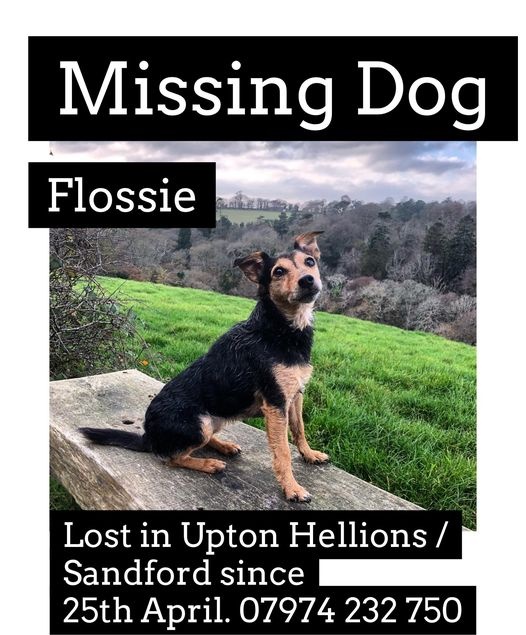 Cadela foge de casa e é encontrada em local inusitado após quase três dias