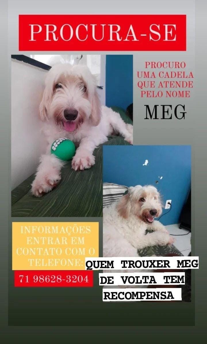 Cadela se assusta com cavalo, foge de casa e família está desesperada