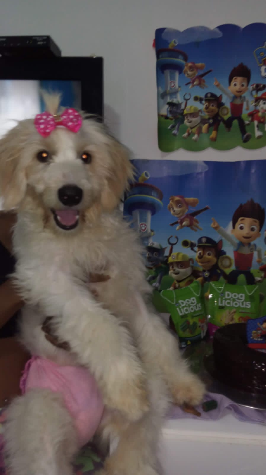 Poodle foge de casa ao se assustar com cavalo em Massaranduba 