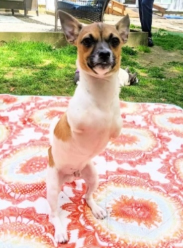 Cão especial não percebe que é diferente e se destaca em abrigo de animais